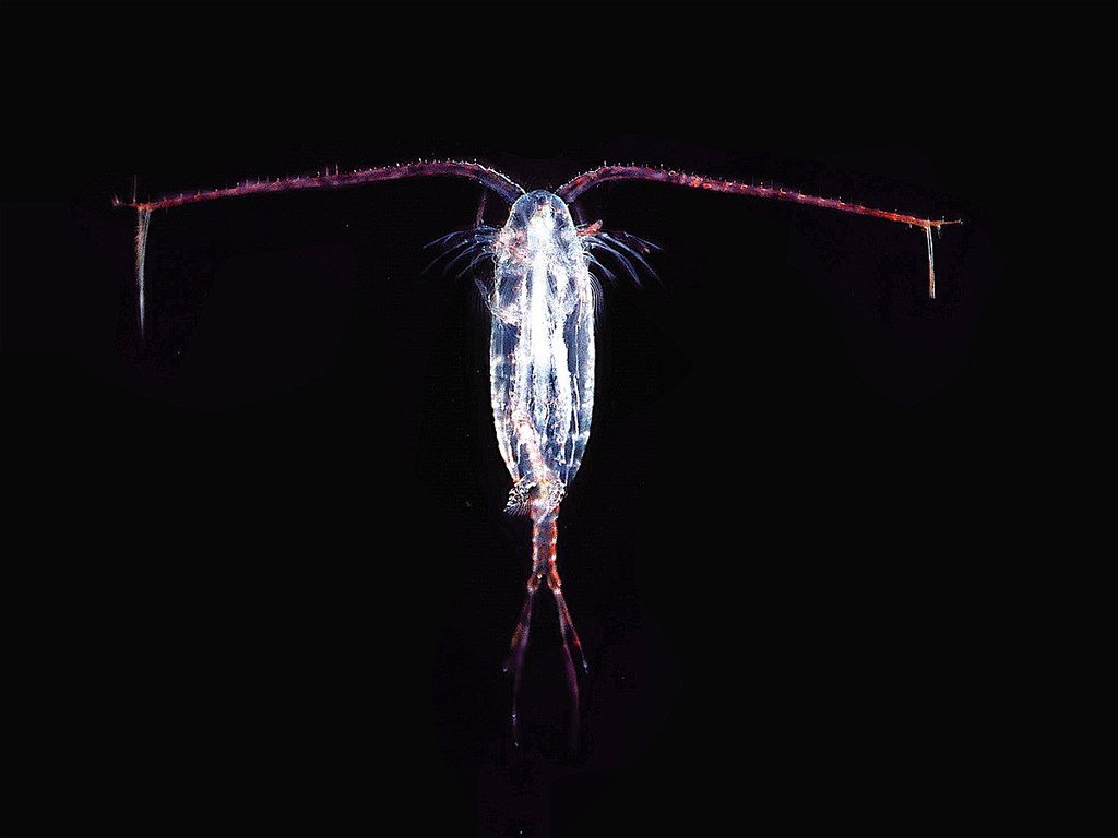 Copepods