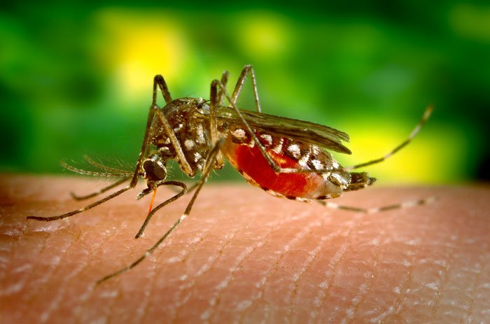Dark years of yellow fever