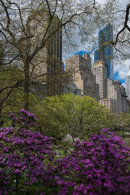 Central Park NY