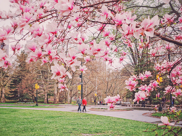 New York City - Springtime - Rainy Day in Central Park
