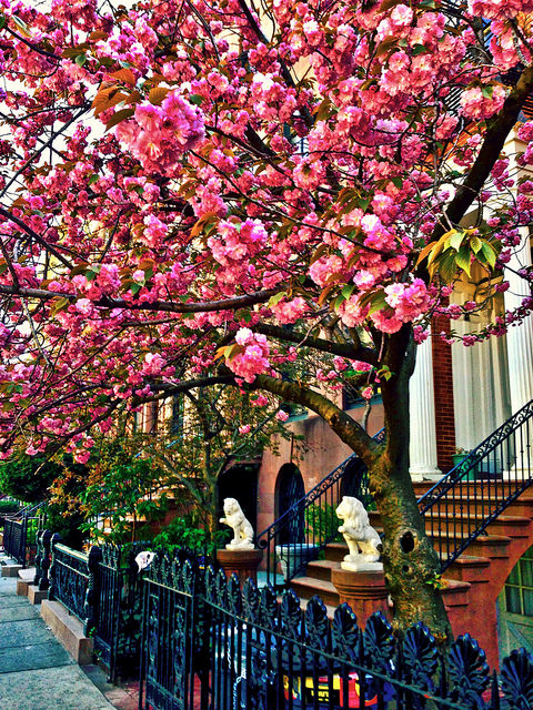 West 20th Street in bloom - Chelsea, New York City