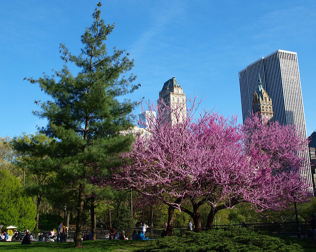 Central Park, New York City