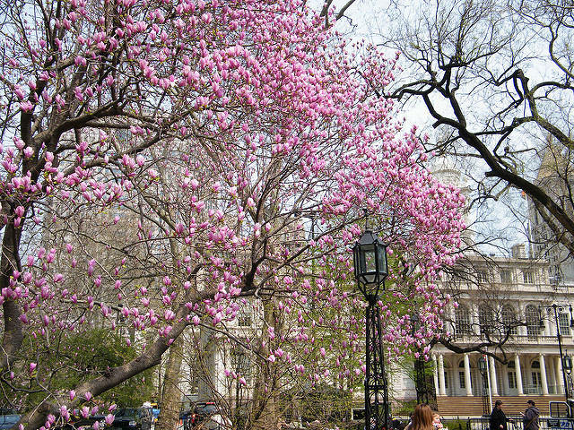 City Hall Park, Spring Colors, New York City