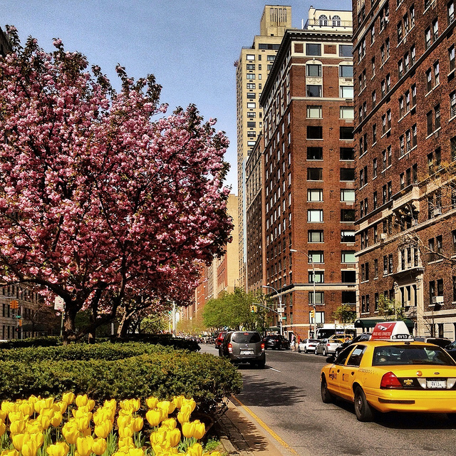 Spring Blossoms Along Park Avenue - Upper East Side - New York City