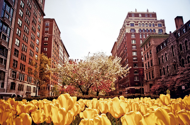 Spring on Park Avenue - Upper East Side - New York City