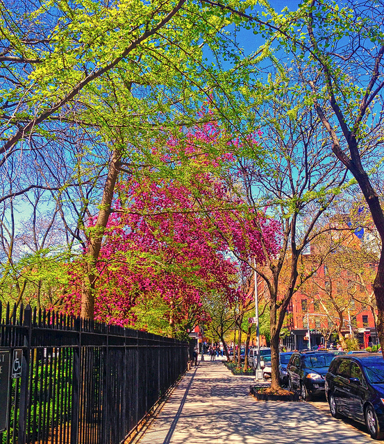Springtime, Chelsea, New York City