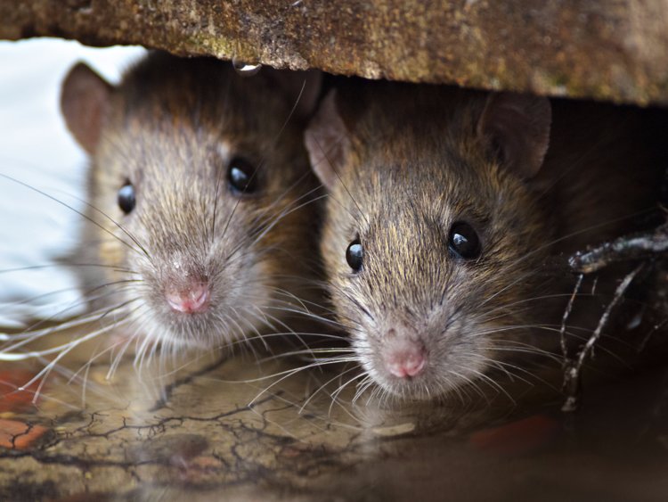 rats in new york city
