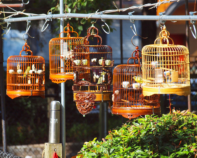Vibrant New York City Chinatowns (Gallery) 25 Hua Mei Bird Garden, Chinatown, Manhattan, New York City