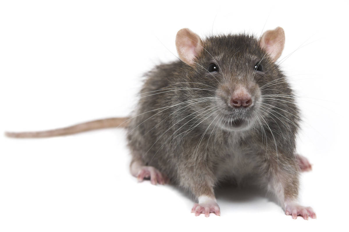 rats in nyc